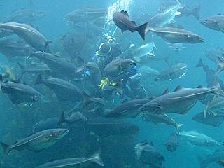 Fische im Atlanterhavsparken © Luu